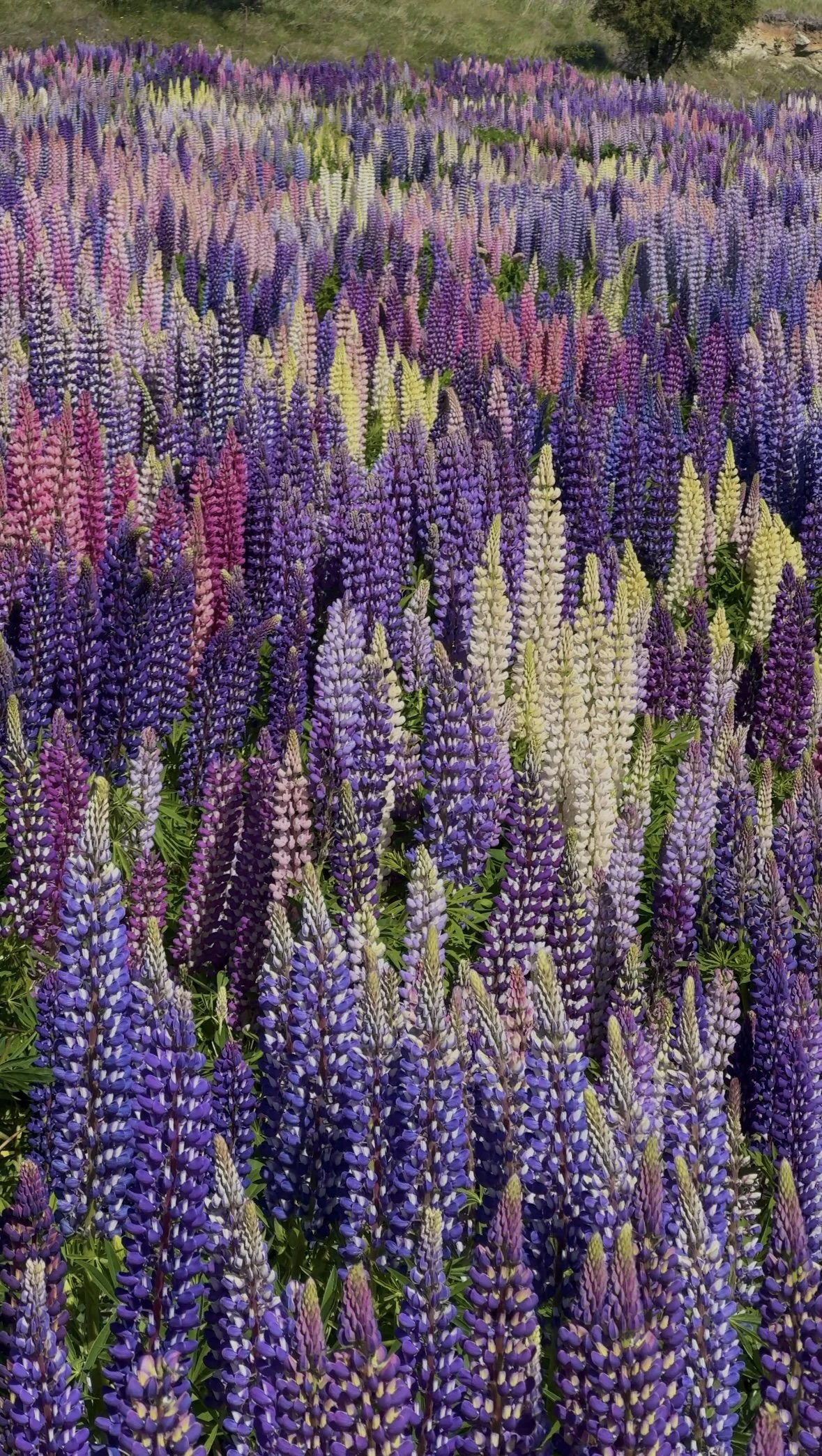 5 Day Lupin Bloom & Epic Hiking in New Zealand Itinerary — RADDENOYER